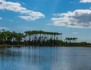 Tall Trees and Water at Grayton Beach State Park
